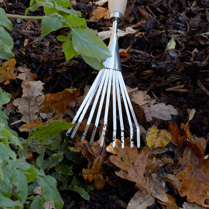 Shrub rake. Short handled stainless steel garden tool, raking out leaves in the garden.