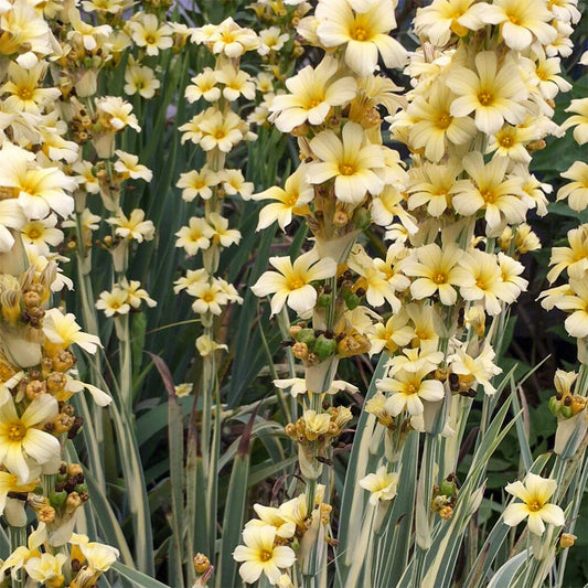 Sisyrinchium striatum 'Aunt May'