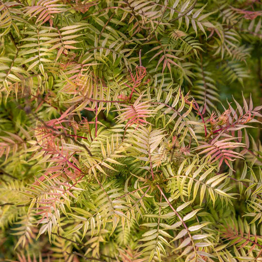 Red, yellow, pink and orange stems and leaves of Sorbaria sorbifolia 'Sem'