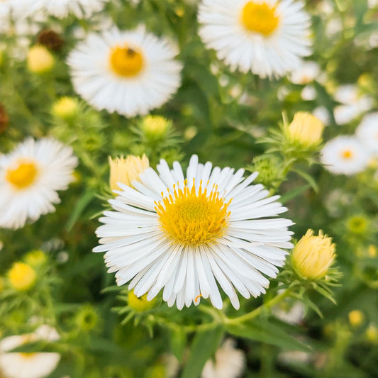 Aster: Symphyotrichum novae-angliae 'Herbstschnee'