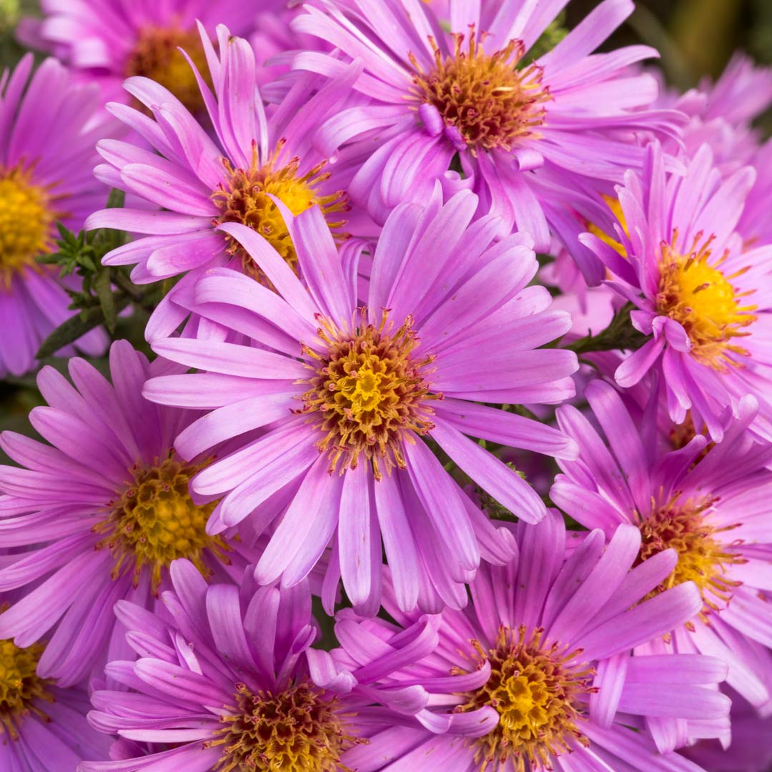 Symphyotrichum novi-belgii 'Little Pink Beauty' (Aster; Michaelmas daisy)