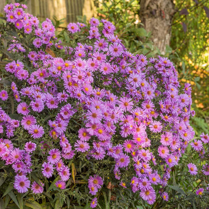 Symphyotrichum novi-belgii 'Little Pink Beauty' (Aster novi-belgii ‘Little Pink Beauty’; Michaelmas daisy 'Little Pink Beauty') in the Modern Estate Garden at Barnsdale Gardens