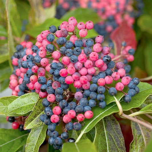 Viburnum nudum 'Pink Beauty'