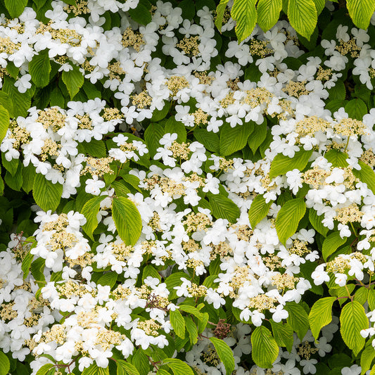 Viburnum plicatum 'Mariesii'