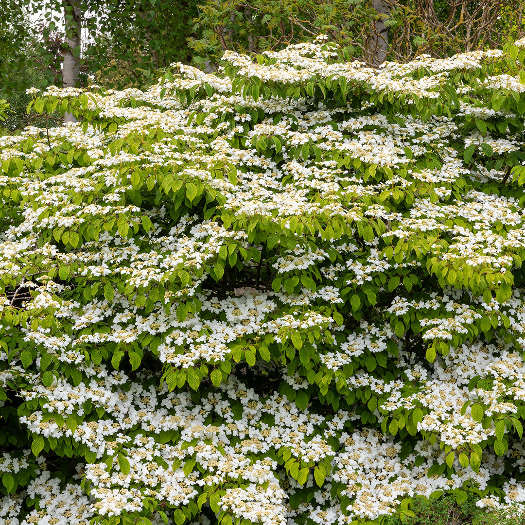 Viburnum plicatum 'Mariesii'