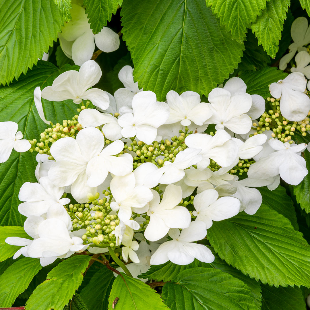 Viburnum plicatum Mariesii close up