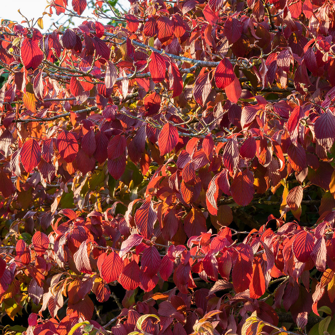 Autumn leaf colour of Viburnum plicatum f. tomentosum 'Mariesii'