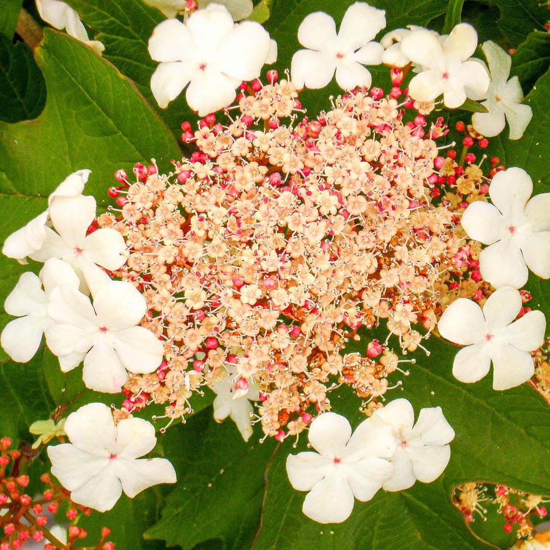 Close up of flowers of Viburnum sargentii 'Onondaga' 
