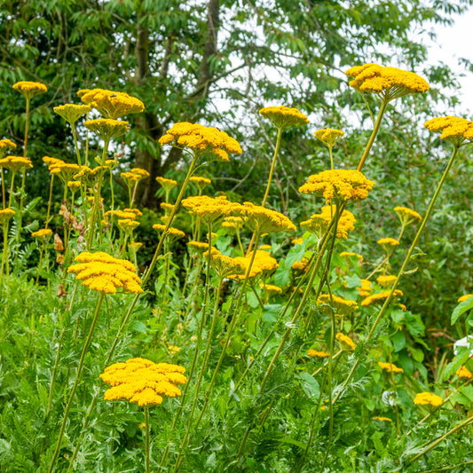 Achillea filipendula Cloth of Gold