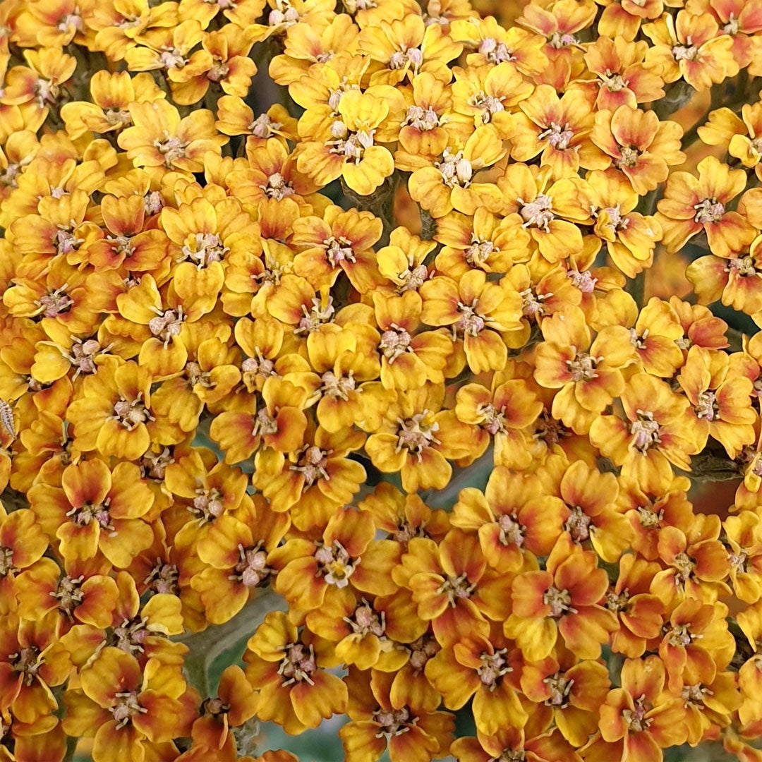 Achillea millefolium 'Inca Gold'