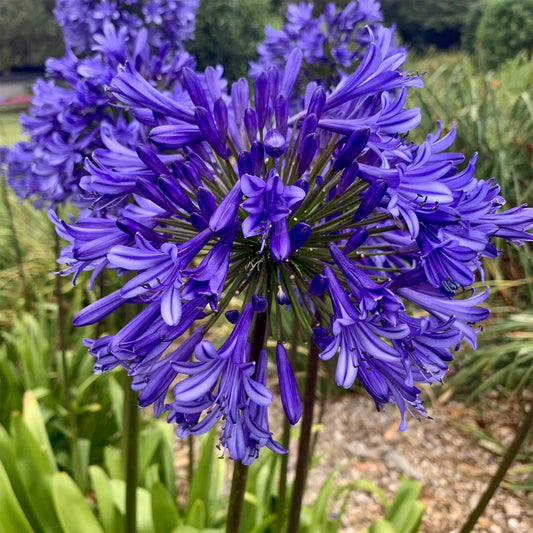Agapanthus 'Black Pantha' (African Lily)