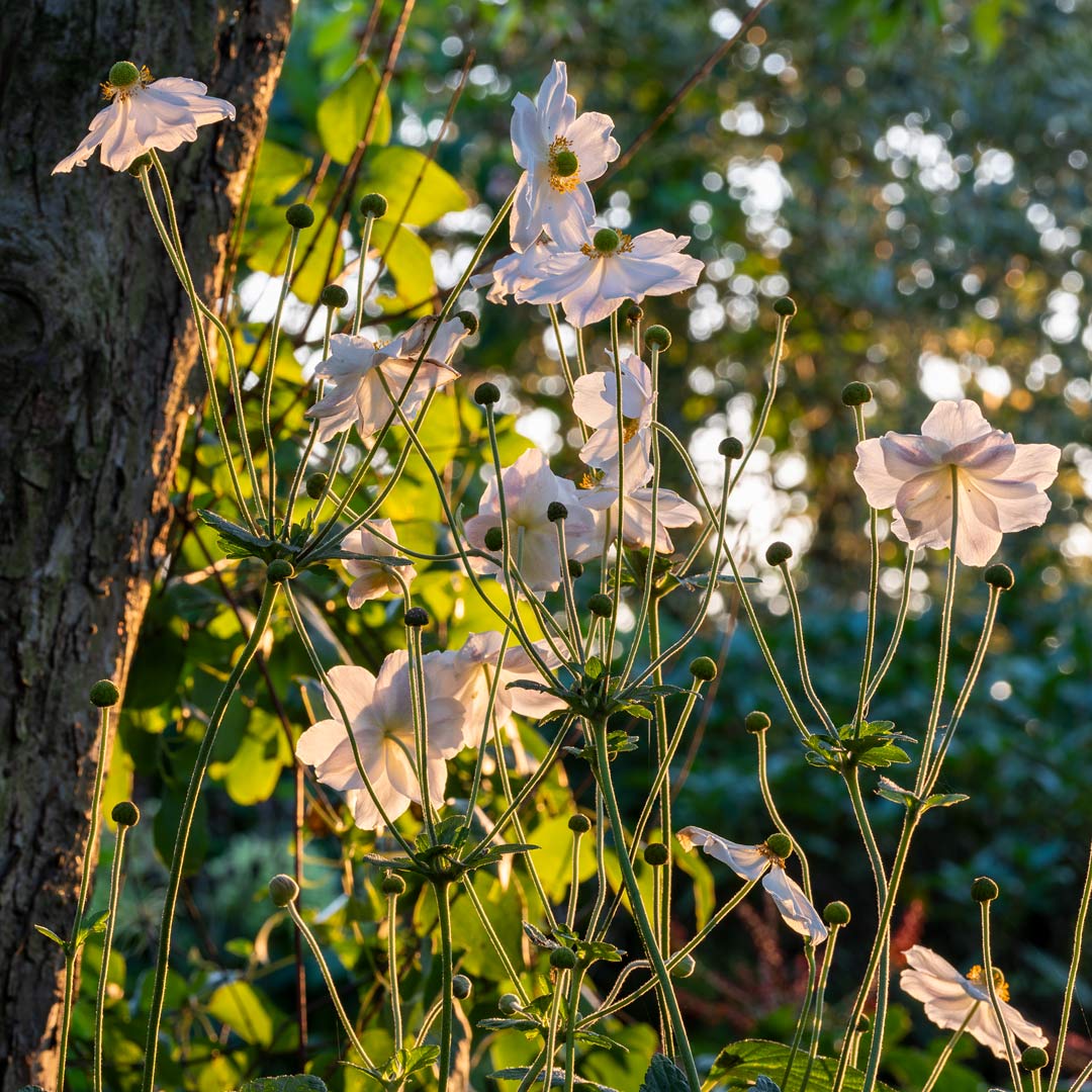 Japanese Anemone - Anemone x hybrida 'Whirlwind' - backlit by evening sun at Barnsdale Gardens.