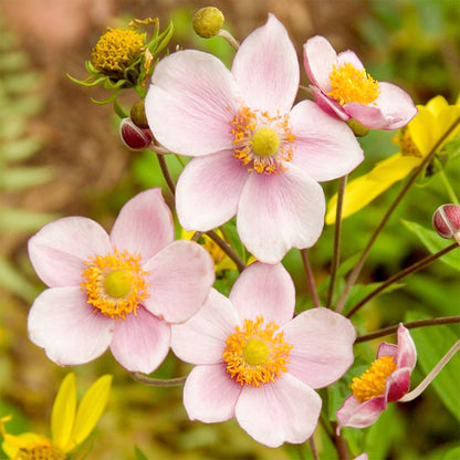 Anemone x hybrida 'Robustissima'