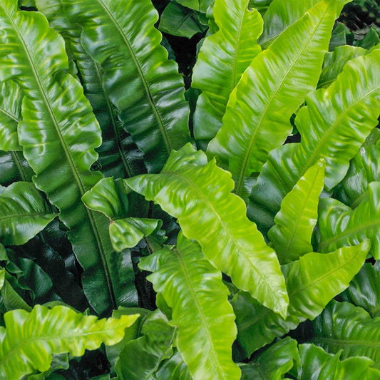 Asplenium scolopendrium