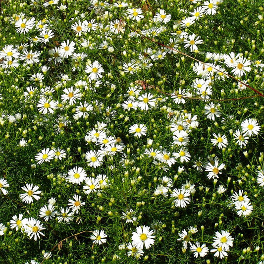 Symphyotrichum tradescantii (Aster)