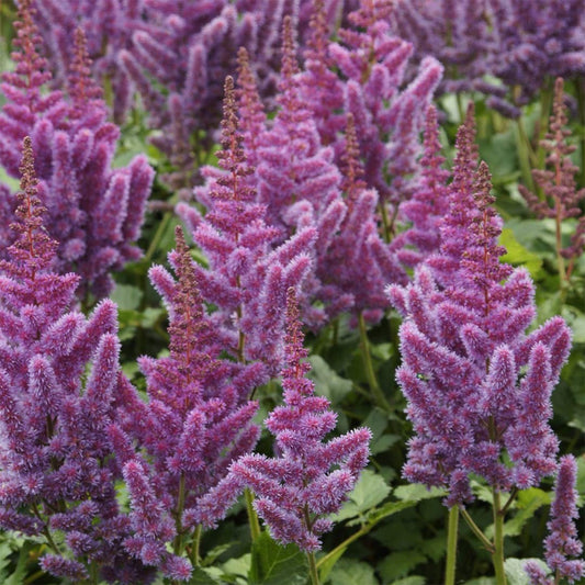 Astilbe chinensis 'Vision'