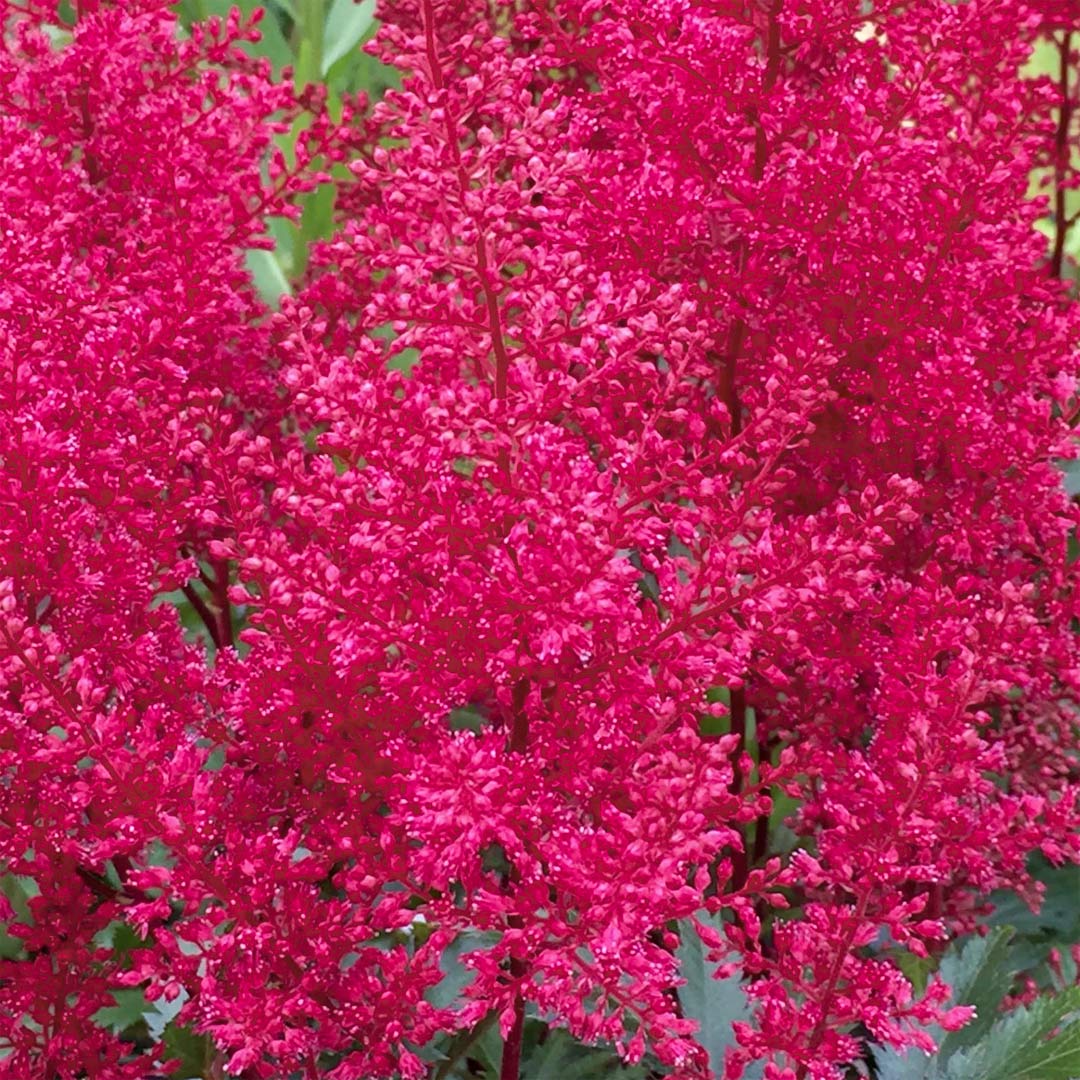 Astilbe 'Montgomery'