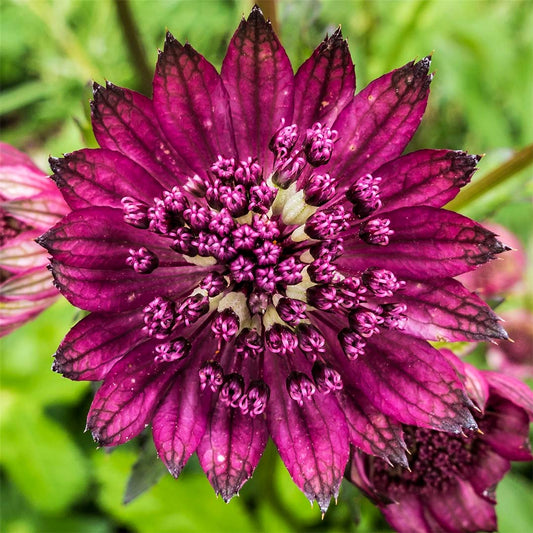 Astrantia major 'Venice'