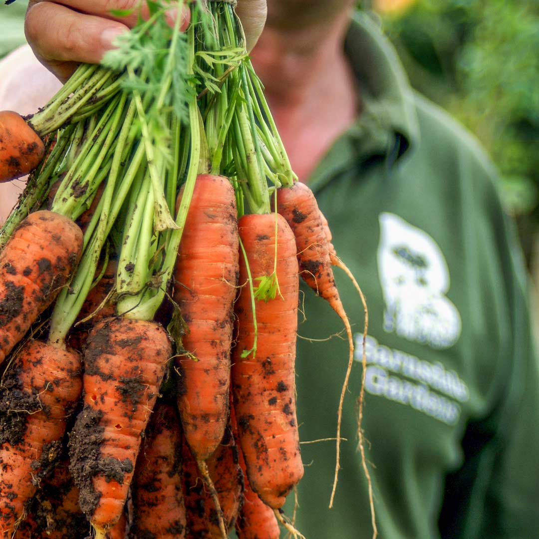The basics of vegetable growing practical course at Barnsdale Gardens