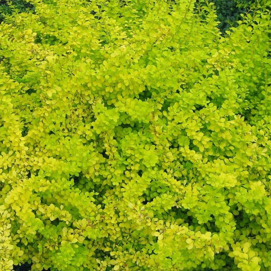 Berberis thunbergii 'Glowing Embers'