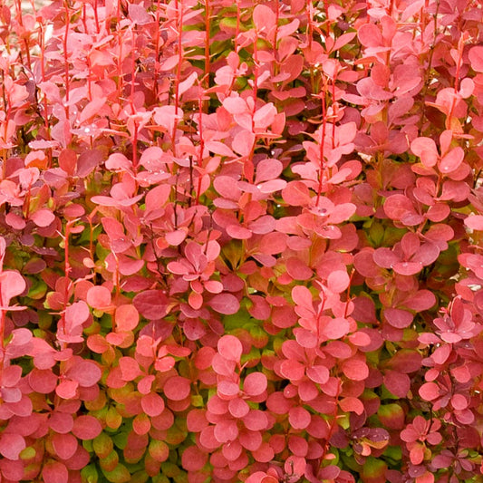 Berberis thunbergii 'Orange Rocket'