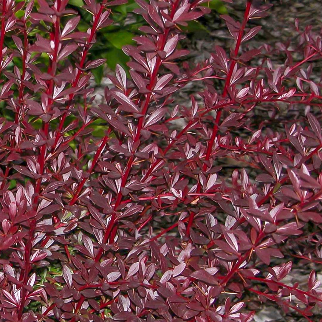 Berberis thunbergii 'Red Chief'