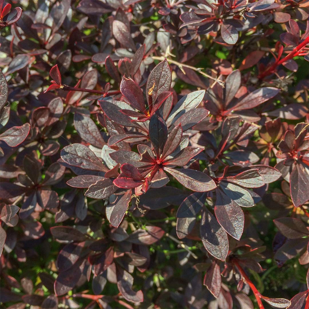 Berberis thunbergii 'Red Chief'