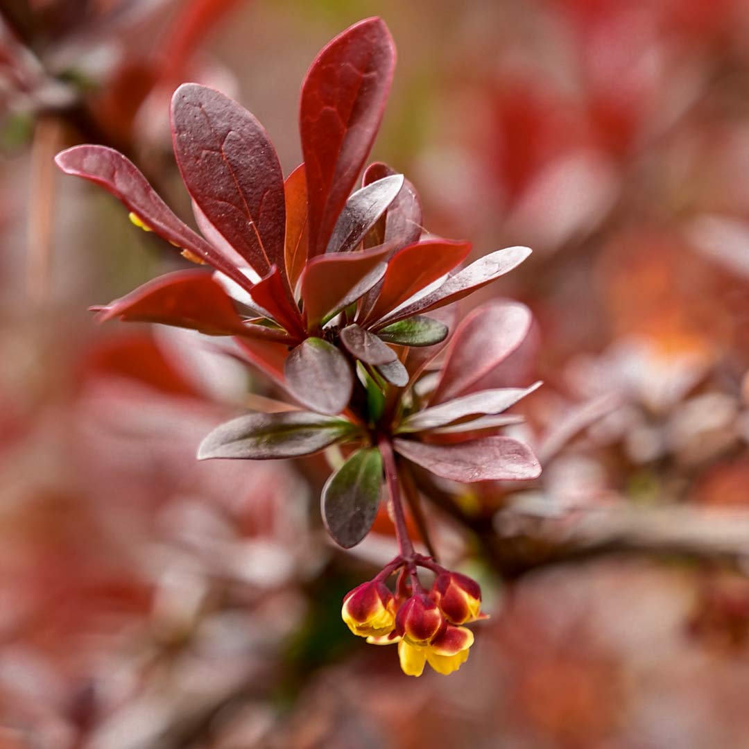 Berberis thunbergii 'Red Chief'