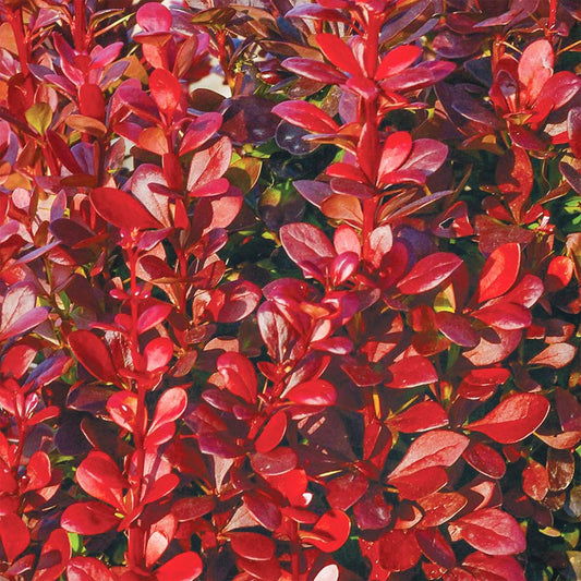 Berberis thunbergii 'Red Torch'