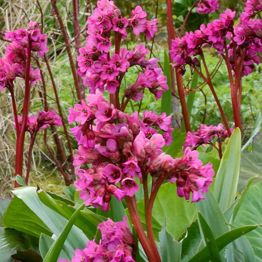 Bergenia 'Bressingham Ruby'