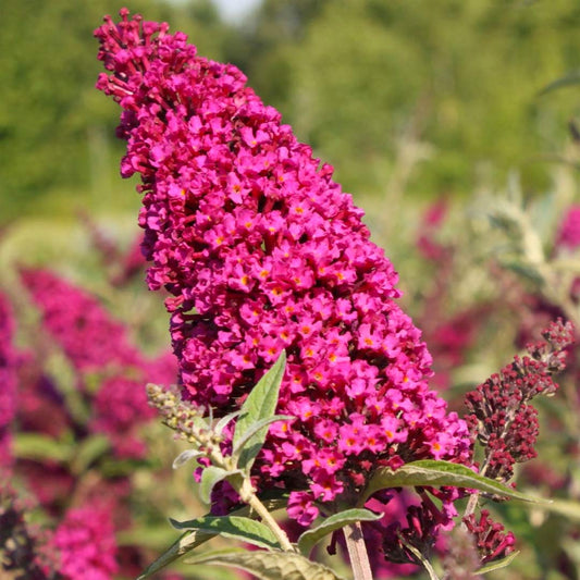 Buddleja davidii 'Buzz Magenta'