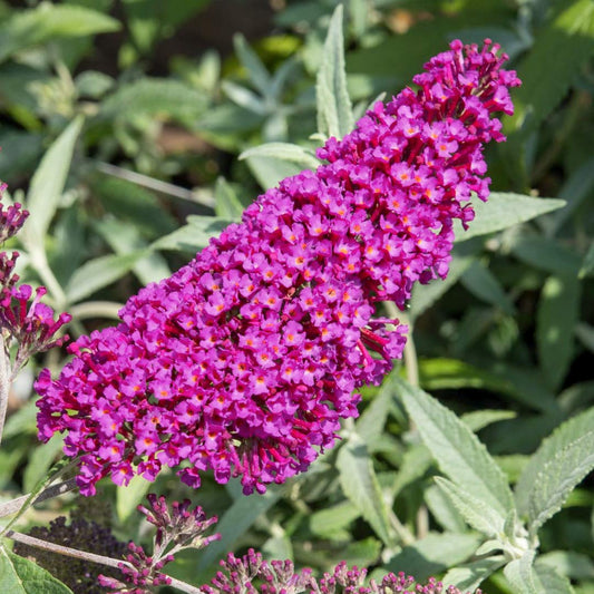 Buddleja davidii 'Buzz Velvet'