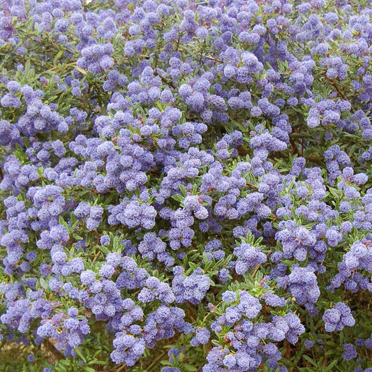 Ceanothus 'Concha'