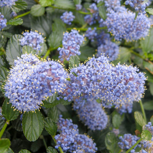 Ceanothus thyrsiflorus repens