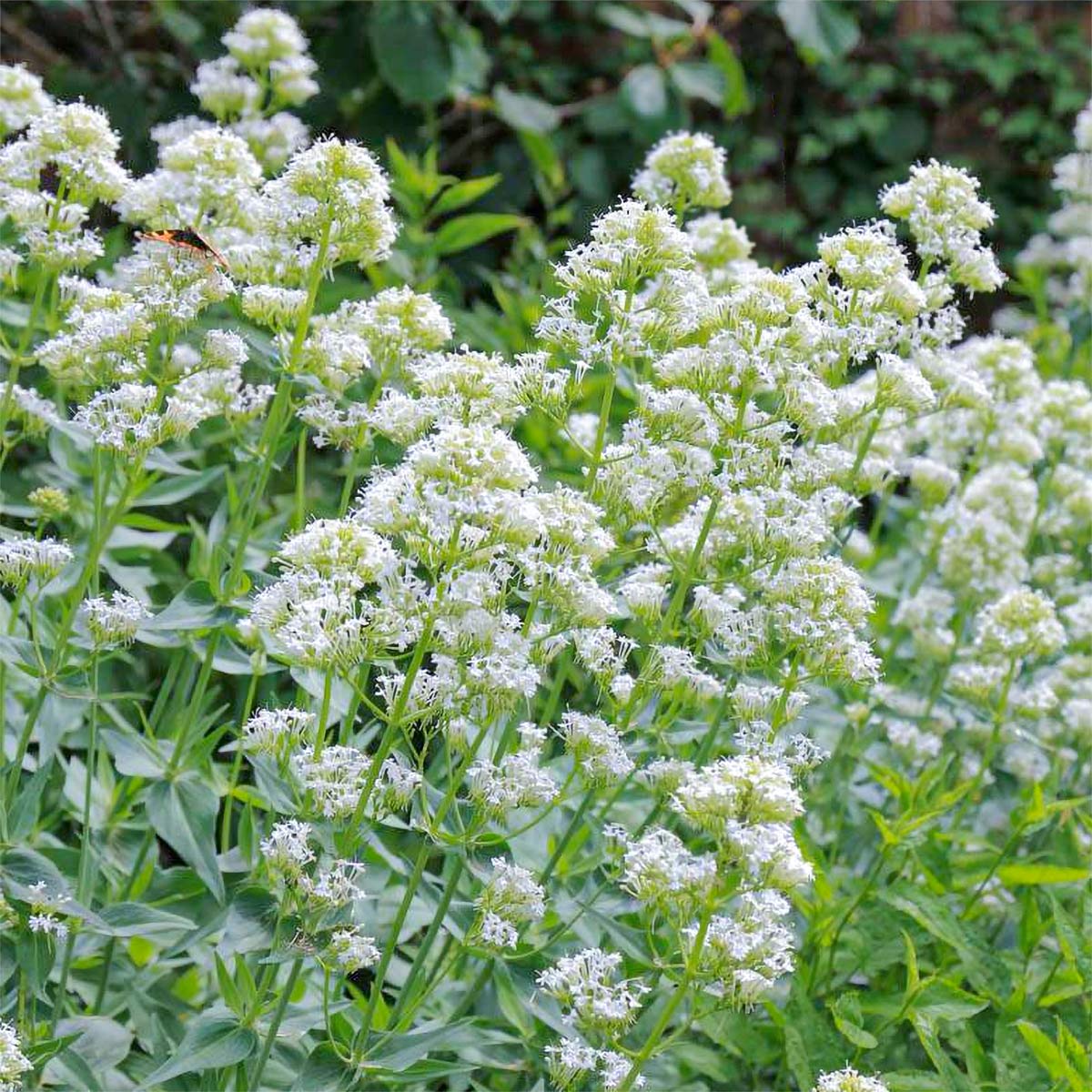 Centrancus Ruber Centranthus ruber 'Albus' – Barnsdale Gardens