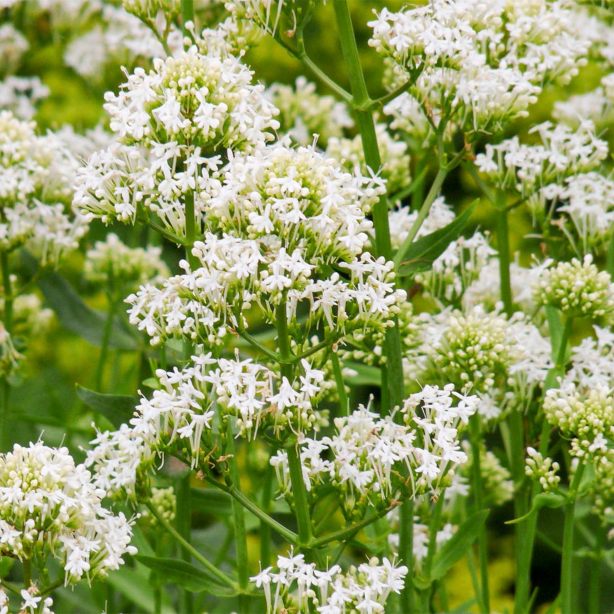 Centrancus Ruber Centranthus ruber 'Albus' – Barnsdale Gardens