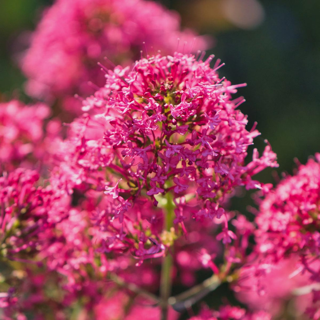 Centranthus ruber var. coccineus | Red Valerian | Barnsdale Gardens