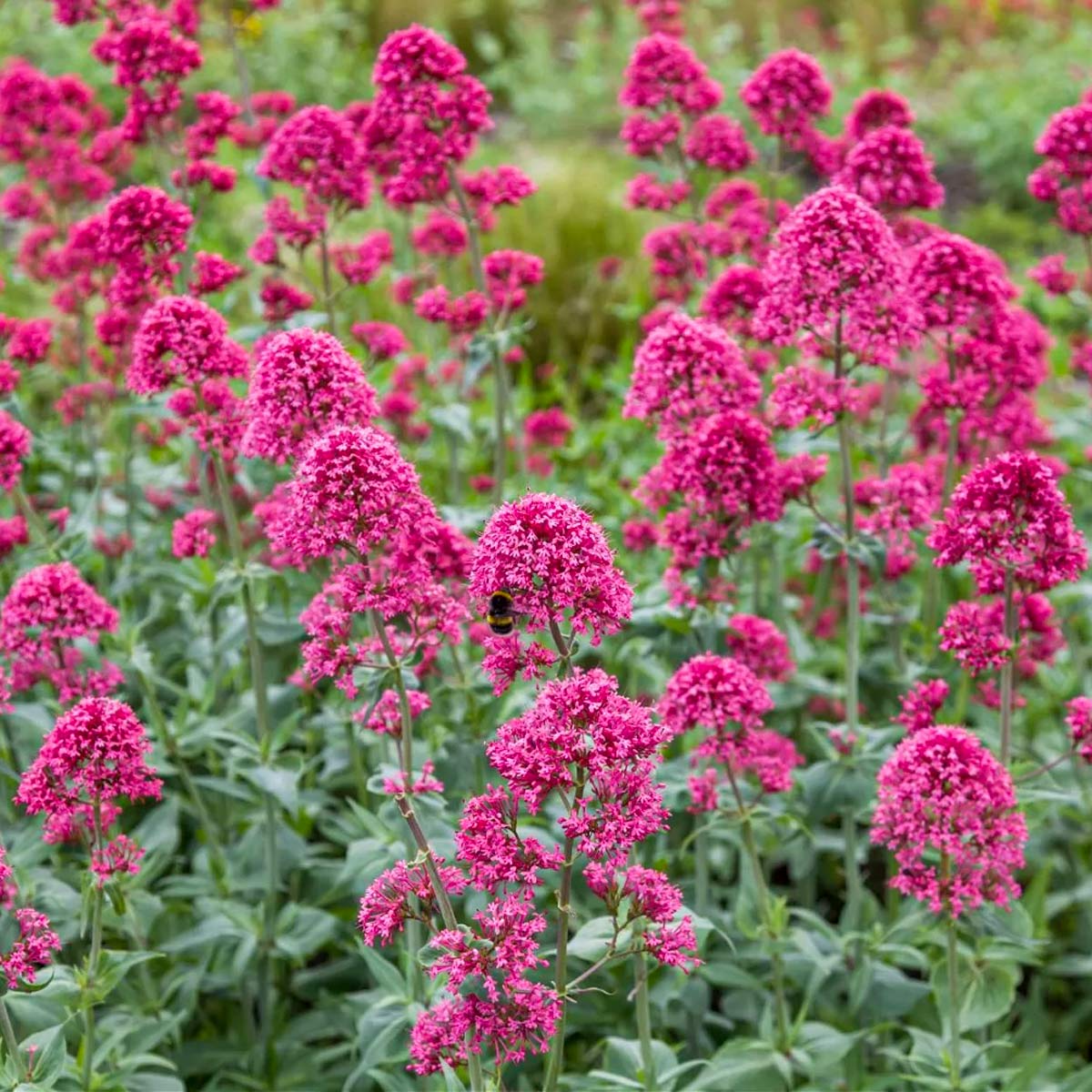 Centranthus ruber var. coccineus