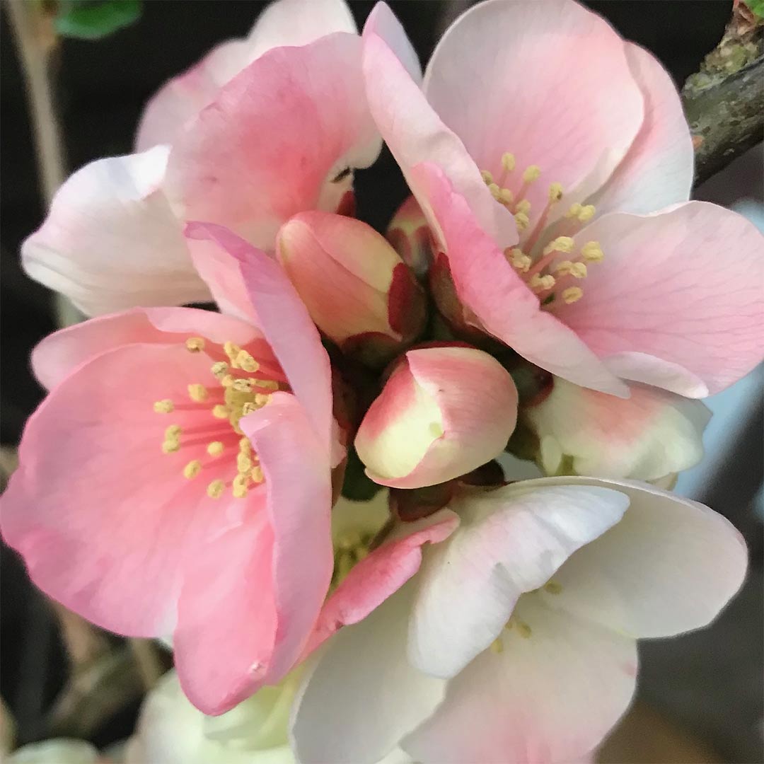 Chaenomeles speciosa 'Apple Blossom'
