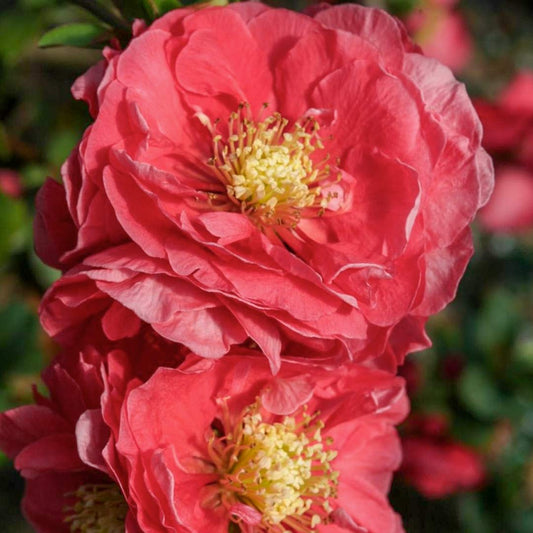 Chaenomeles speciosa 'Pink storm' (Japanese Quince)