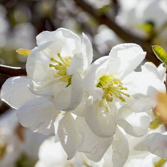 Chaenomeles x superba 'Jet Trail'