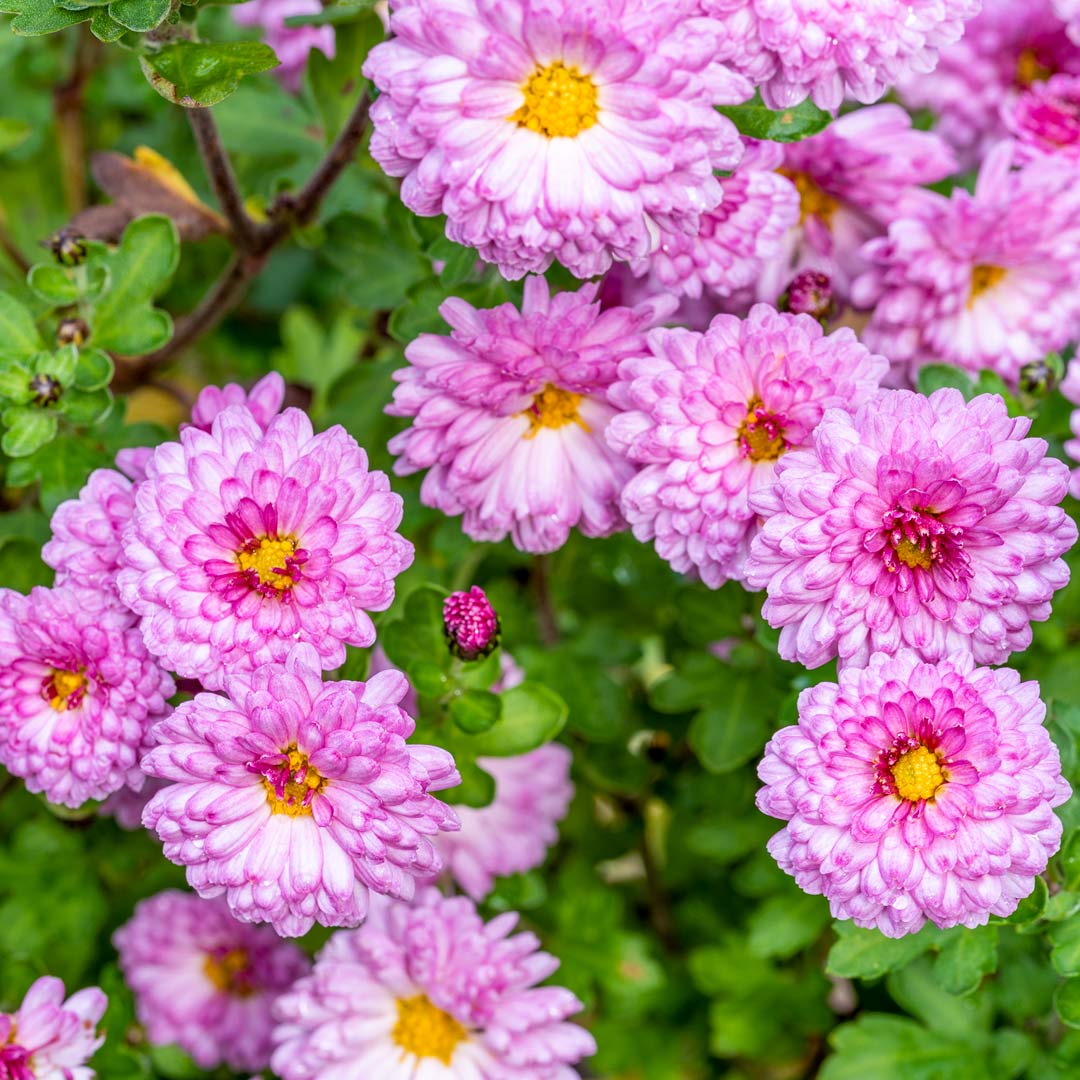 Close up of pink blooms of Chrysanthemum Mei-kyo