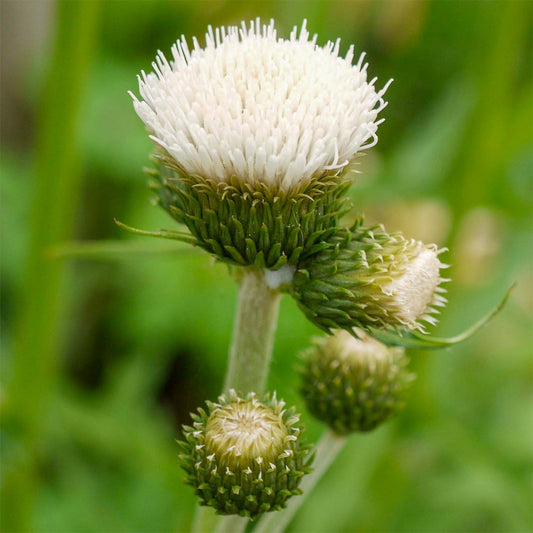 Cirsium rivulare 'Frosted Magic'