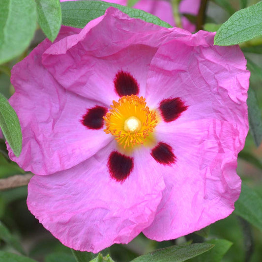 Cistus x purpureus