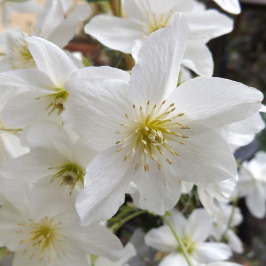 Clematis 'Avalanche'