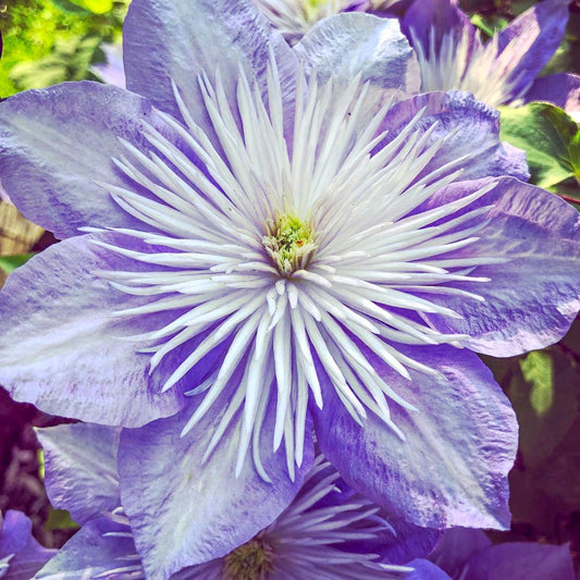 Clematis 'Crystal Fountain'