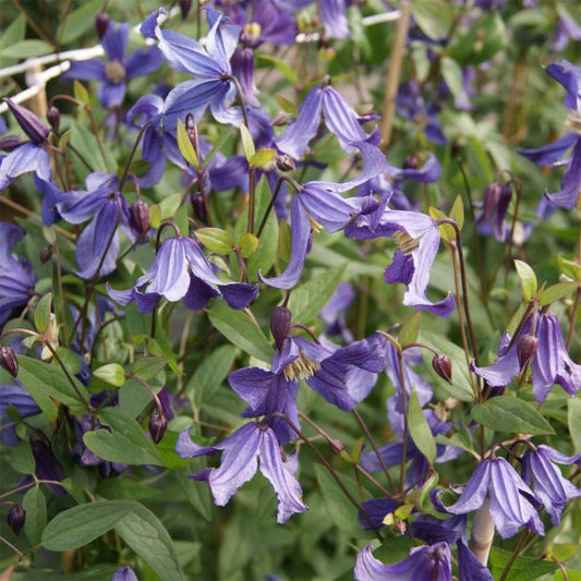 Clematis hendersonii