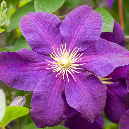 Clematis 'Jackmanii Superba'