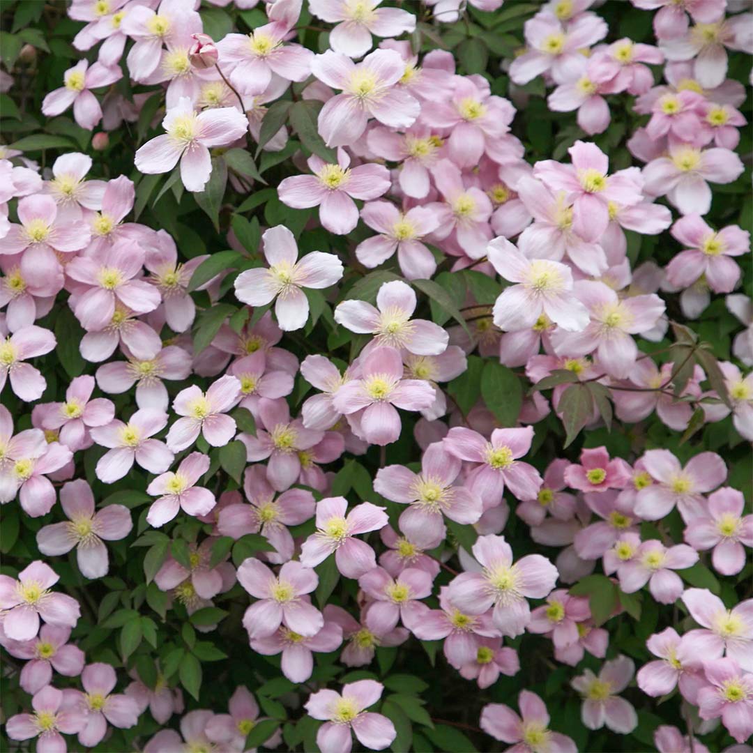 Clematis montana 'Rubens' – Barnsdale Gardens