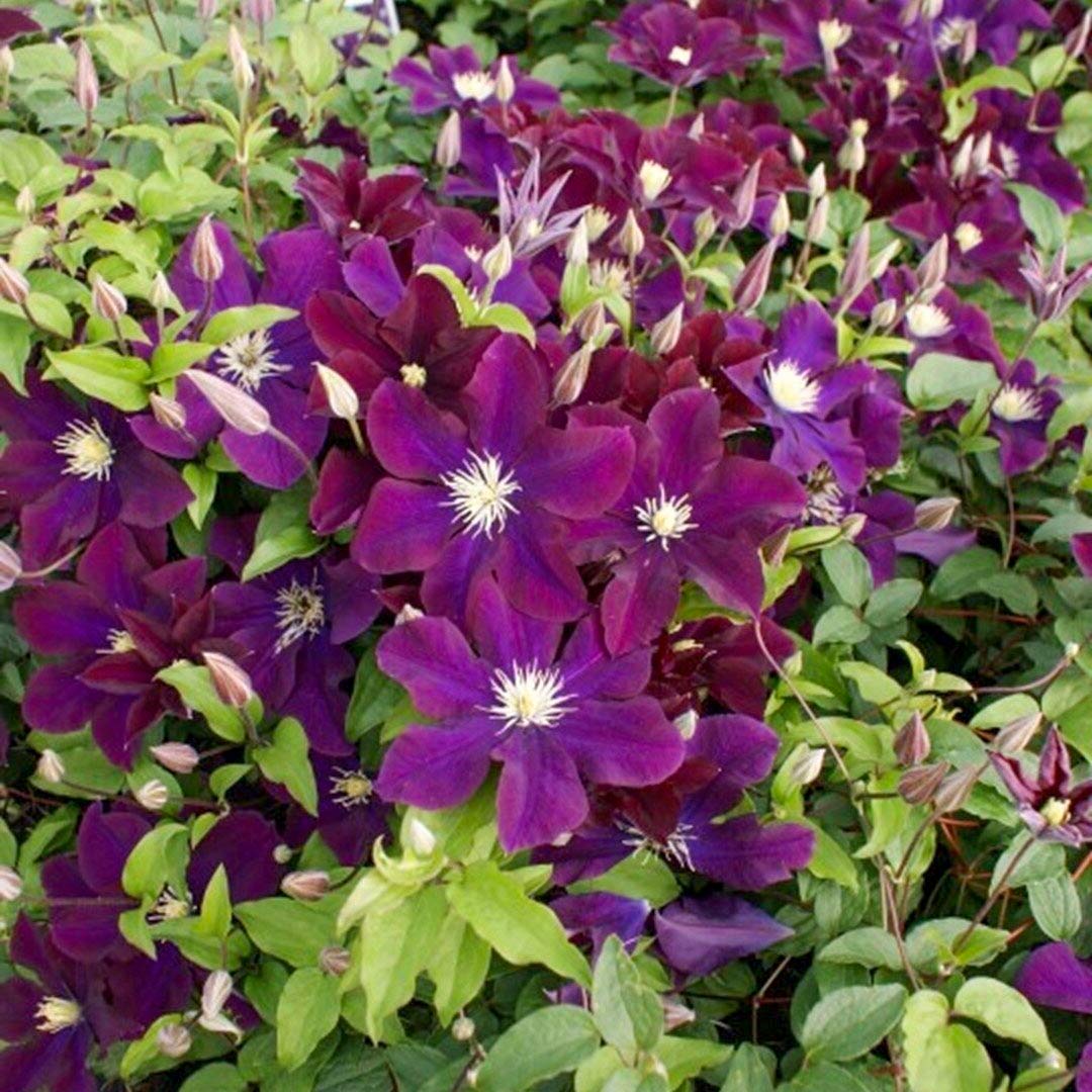 Clematis Warszawska Nike Barnsdale Gardens Clematis Warszawska Nike Barnsdale Gardens